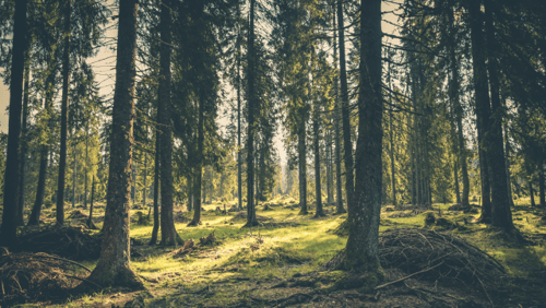 drzewa podziękują Ci za ograniczenie zużycia papieru w biurze